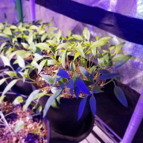 Shield Tower | Basil, Lavender, Marigold, Mint, Lemon Balm, Cilantro, Hot Peppers, Jalapenos, Garlic growlog photo: Progress