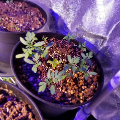 Shield Tower | Basil, Lavender, Marigold, Mint, Lemon Balm, Cilantro, Hot Peppers, Jalapenos, Garlic growlog photo: Progress