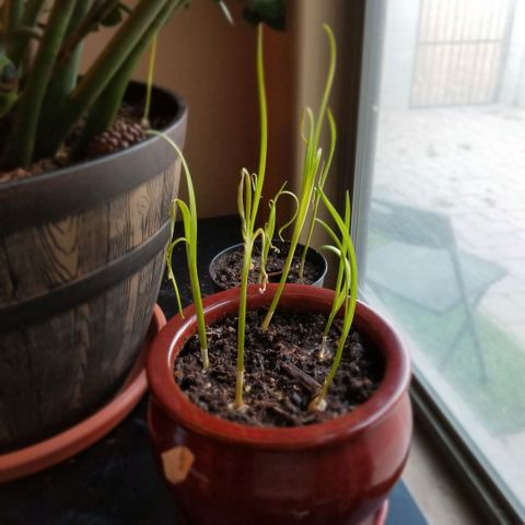 Shield Tower | Basil, Lavender, Marigold, Mint, Lemon Balm, Cilantro, Hot Peppers, Jalapenos, Garlic growlog timeline photo