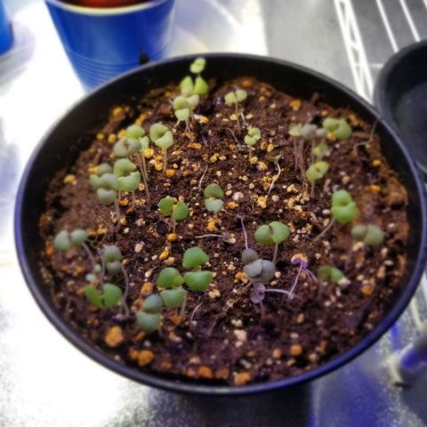 Shield Tower | Basil, Lavender, Marigold, Mint, Lemon Balm, Cilantro, Hot Peppers, Jalapenos, Garlic growlog timeline photo
