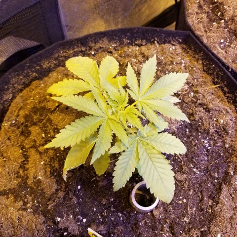 Mother's Ice Cream Milk #1 growlog timeline photo