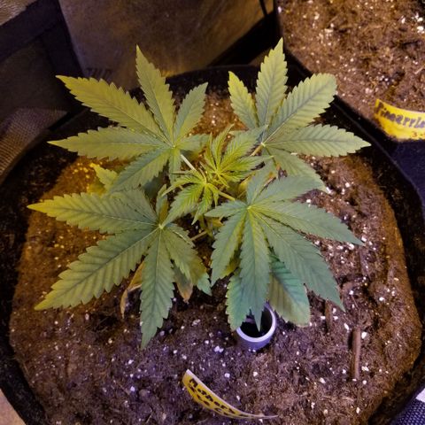 Mother's Ice Cream Milk #1 growlog timeline photo