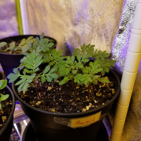 Shield Tower | Basil, Lavender, Marigold, Mint, Lemon Balm, Cilantro, Hot Peppers, Jalapenos, Garlic growlog photo: Progress photos 