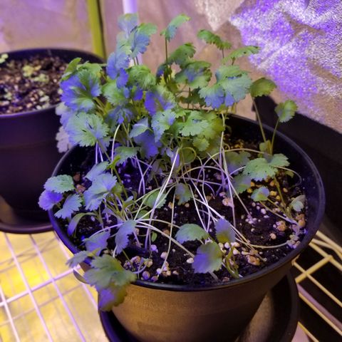 Shield Tower | Basil, Lavender, Marigold, Mint, Lemon Balm, Cilantro, Hot Peppers, Jalapenos, Garlic growlog photo: Progress photos 