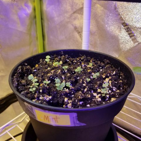 Shield Tower | Basil, Lavender, Marigold, Mint, Lemon Balm, Cilantro, Hot Peppers, Jalapenos, Garlic growlog photo: Progress photos 