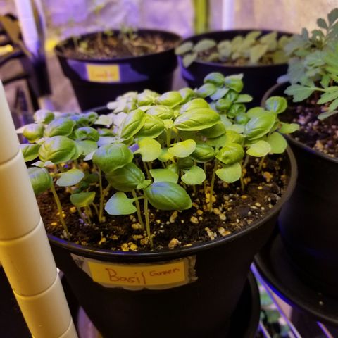 Shield Tower | Basil, Lavender, Marigold, Mint, Lemon Balm, Cilantro, Hot Peppers, Jalapenos, Garlic growlog photo: Progress photos 