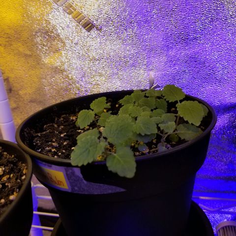 Shield Tower | Basil, Lavender, Marigold, Mint, Lemon Balm, Cilantro, Hot Peppers, Jalapenos, Garlic growlog photo: Progress photos 