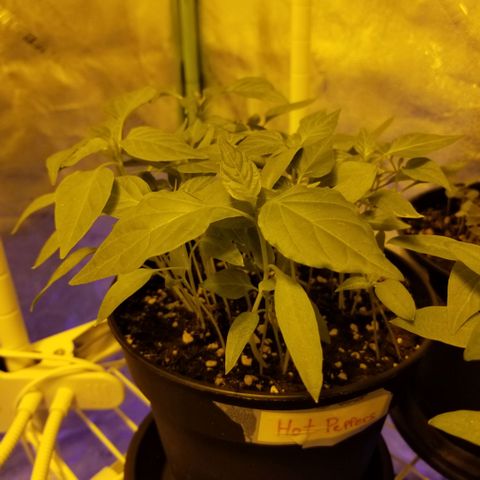 Shield Tower | Basil, Lavender, Marigold, Mint, Lemon Balm, Cilantro, Hot Peppers, Jalapenos, Garlic growlog photo: Progress photos 