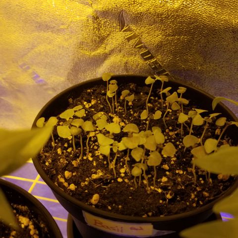 Shield Tower | Basil, Lavender, Marigold, Mint, Lemon Balm, Cilantro, Hot Peppers, Jalapenos, Garlic growlog photo: Progress photos 