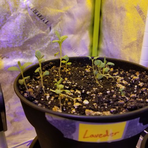 Shield Tower | Basil, Lavender, Marigold, Mint, Lemon Balm, Cilantro, Hot Peppers, Jalapenos, Garlic growlog photo: Progress photos 
