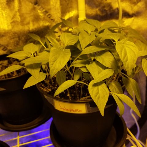 Shield Tower | Basil, Lavender, Marigold, Mint, Lemon Balm, Cilantro, Hot Peppers, Jalapenos, Garlic growlog photo: Progress photos 