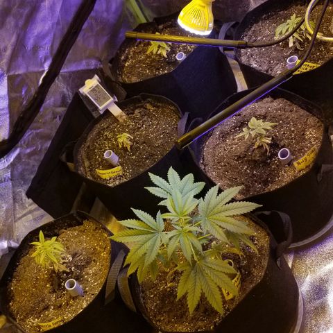 Shield Tower | Basil, Lavender, Marigold, Mint, Lemon Balm, Cilantro, Hot Peppers, Jalapenos, Garlic growlog photo: Some are struggling since transplant. Think  things are starting to improve.  