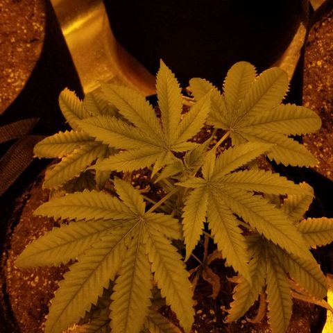 Mother's Ice Cream Milk #1 growlog timeline photo