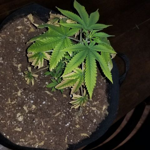 Mother's Ice Cream Milk #1 growlog timeline photo
