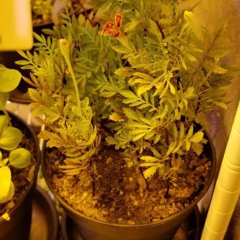 Shield Tower | Basil, Lavender, Marigold, Mint, Lemon Balm, Cilantro, Hot Peppers, Jalapenos, Garlic growlog timeline photo
