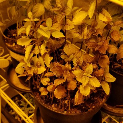 Shield Tower | Basil, Lavender, Marigold, Mint, Lemon Balm, Cilantro, Hot Peppers, Jalapenos, Garlic growlog timeline photo