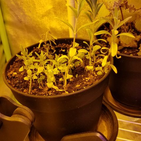 Shield Tower | Basil, Lavender, Marigold, Mint, Lemon Balm, Cilantro, Hot Peppers, Jalapenos, Garlic growlog timeline photo