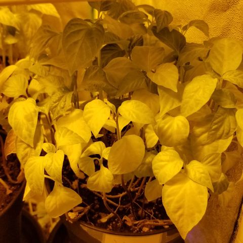 Shield Tower | Basil, Lavender, Marigold, Mint, Lemon Balm, Cilantro, Hot Peppers, Jalapenos, Garlic growlog timeline photo