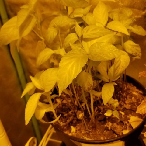 Shield Tower | Basil, Lavender, Marigold, Mint, Lemon Balm, Cilantro, Hot Peppers, Jalapenos, Garlic growlog timeline photo
