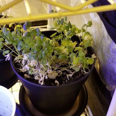 Shield Tower | Basil, Lavender, Marigold, Mint, Lemon Balm, Cilantro, Hot Peppers, Jalapenos, Garlic growlog timeline photo