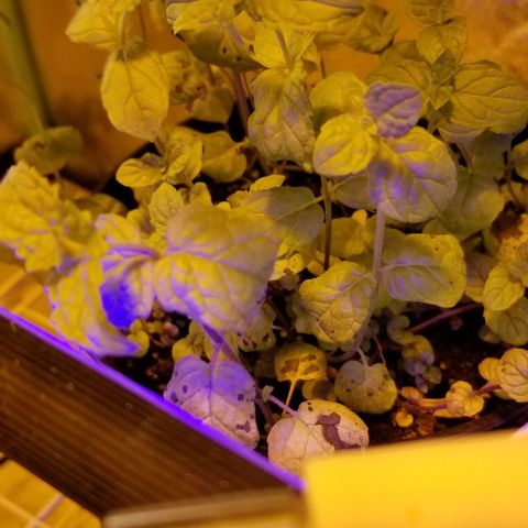 Shield Tower | Basil, Lavender, Marigold, Mint, Lemon Balm, Cilantro, Hot Peppers, Jalapenos, Garlic growlog timeline photo
