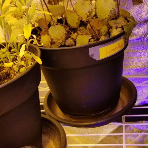 Shield Tower | Basil, Lavender, Marigold, Mint, Lemon Balm, Cilantro, Hot Peppers, Jalapenos, Garlic growlog timeline photo
