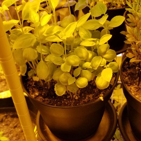 Shield Tower | Basil, Lavender, Marigold, Mint, Lemon Balm, Cilantro, Hot Peppers, Jalapenos, Garlic growlog timeline photo