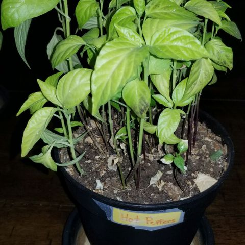 Shield Tower | Basil, Lavender, Marigold, Mint, Lemon Balm, Cilantro, Hot Peppers, Jalapenos, Garlic growlog timeline photo