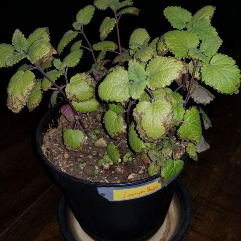 Shield Tower | Basil, Lavender, Marigold, Mint, Lemon Balm, Cilantro, Hot Peppers, Jalapenos, Garlic growlog timeline photo