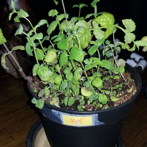 Shield Tower | Basil, Lavender, Marigold, Mint, Lemon Balm, Cilantro, Hot Peppers, Jalapenos, Garlic growlog timeline photo