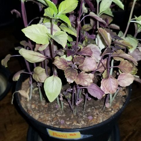 Shield Tower | Basil, Lavender, Marigold, Mint, Lemon Balm, Cilantro, Hot Peppers, Jalapenos, Garlic growlog timeline photo