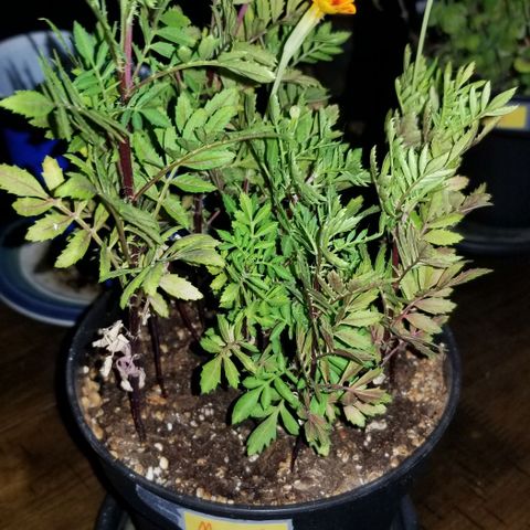 Shield Tower | Basil, Lavender, Marigold, Mint, Lemon Balm, Cilantro, Hot Peppers, Jalapenos, Garlic growlog timeline photo