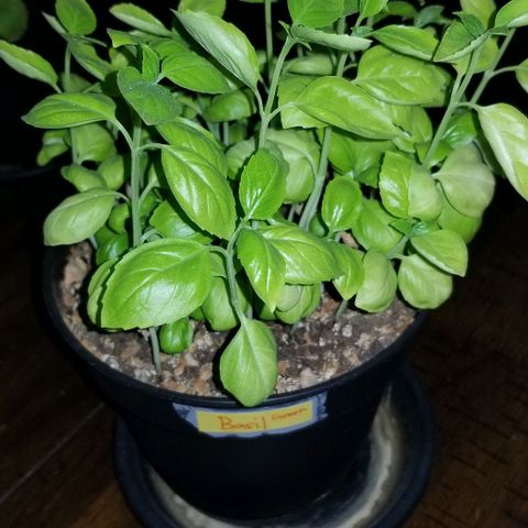 Shield Tower | Basil, Lavender, Marigold, Mint, Lemon Balm, Cilantro, Hot Peppers, Jalapenos, Garlic growlog timeline photo