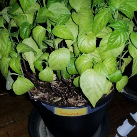 Shield Tower | Basil, Lavender, Marigold, Mint, Lemon Balm, Cilantro, Hot Peppers, Jalapenos, Garlic growlog timeline photo