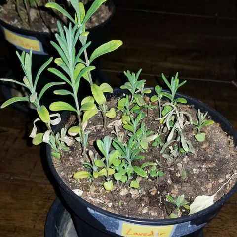 Shield Tower | Basil, Lavender, Marigold, Mint, Lemon Balm, Cilantro, Hot Peppers, Jalapenos, Garlic growlog timeline photo