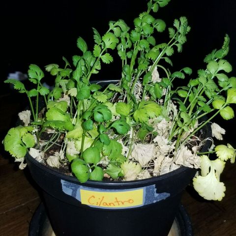 Shield Tower | Basil, Lavender, Marigold, Mint, Lemon Balm, Cilantro, Hot Peppers, Jalapenos, Garlic growlog timeline photo