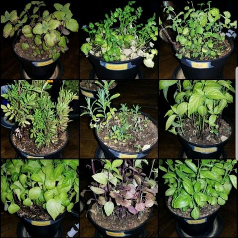 Shield Tower | Basil, Lavender, Marigold, Mint, Lemon Balm, Cilantro, Hot Peppers, Jalapenos, Garlic growlog timeline photo