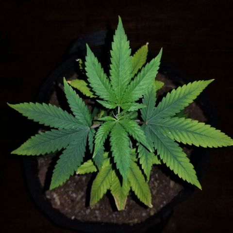 Mother's Ice Cream Milk #1 growlog timeline photo