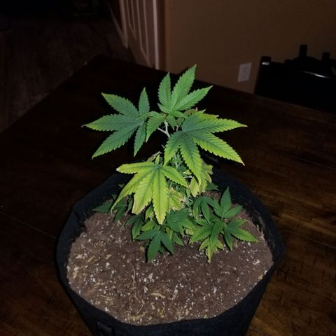 Mother's Ice Cream Milk #1 growlog timeline photo