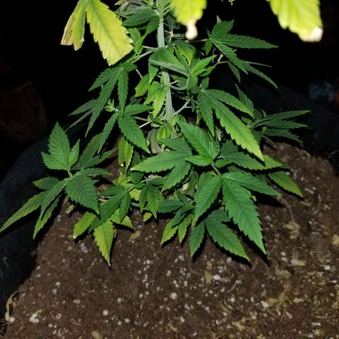 Mother's Ice Cream Milk #1 growlog timeline photo