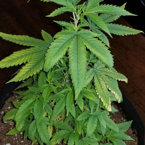 Mother's Ice Cream Milk #1 growlog timeline photo