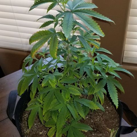 Mother's Ice Cream Milk #1 growlog timeline photo