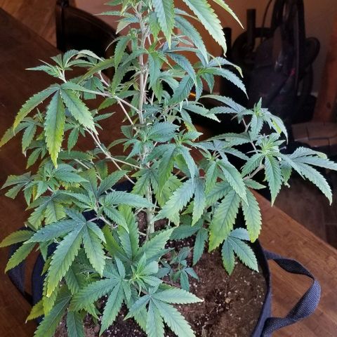 Mother's Ice Cream Milk #1 growlog timeline photo