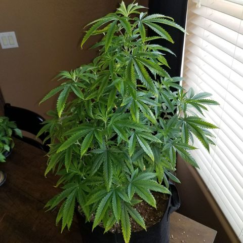 Mother's Ice Cream Milk #1 growlog timeline photo