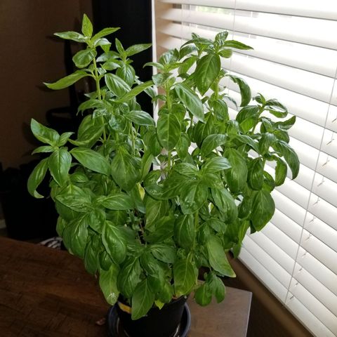 Shield Tower | Basil, Lavender, Marigold, Mint, Lemon Balm, Cilantro, Hot Peppers, Jalapenos, Garlic growlog timeline photo