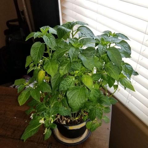 Shield Tower | Basil, Lavender, Marigold, Mint, Lemon Balm, Cilantro, Hot Peppers, Jalapenos, Garlic growlog timeline photo