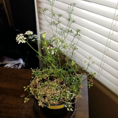 Shield Tower | Basil, Lavender, Marigold, Mint, Lemon Balm, Cilantro, Hot Peppers, Jalapenos, Garlic growlog timeline photo
