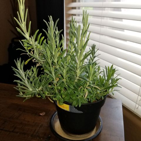 Shield Tower | Basil, Lavender, Marigold, Mint, Lemon Balm, Cilantro, Hot Peppers, Jalapenos, Garlic growlog timeline photo