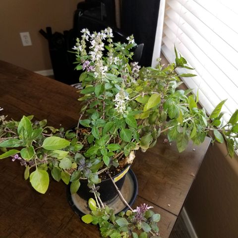 Shield Tower | Basil, Lavender, Marigold, Mint, Lemon Balm, Cilantro, Hot Peppers, Jalapenos, Garlic growlog timeline photo