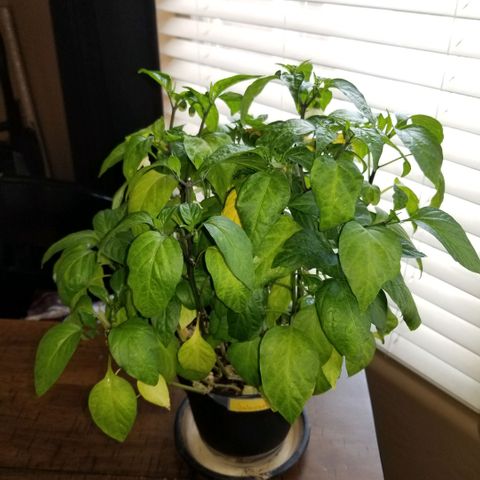 Shield Tower | Basil, Lavender, Marigold, Mint, Lemon Balm, Cilantro, Hot Peppers, Jalapenos, Garlic growlog timeline photo
